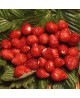 Fragoline