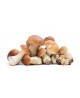Porcini Interi