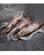 Calamari Sporchi Mediterranei  Surgelati a Bordo